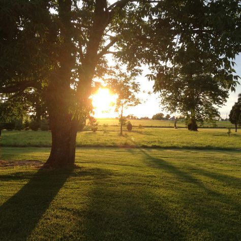 A Tree, The Sun, Trees, Sun, Photography