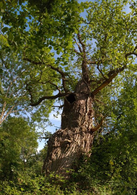 Gnarled old Oak at Burnham Beeches ancient woodland Oak Tree Wallpaper, English Woodland, Ancient Woodland, Woodland Photography, Old Vines, Tree Of Life Artwork, Tree Spirits, Weird Trees, Mossy Tree