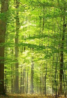 Green Forest Aesthetic, Green Marvel, Green Mural, Light Forest, Marvel Wall Art, Wall Green, Forest Light, Forest Wall Mural, Green Pictures