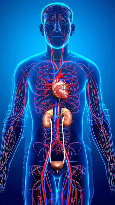 Blood Circulation System, Heart Catheterization, Nursing School Studying Cheat Sheets, Hospital Logo, Urinary System, Lower Ldl Cholesterol, Increase Circulation, Summer Health, Nursing School Studying