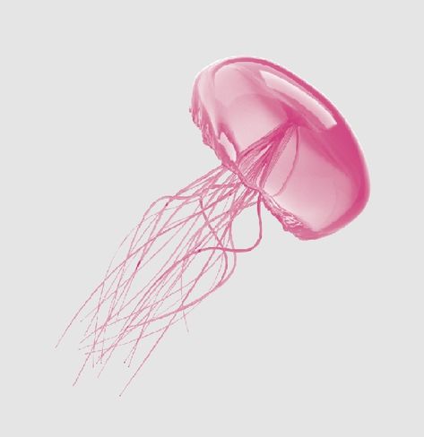 Pink Jellyfish, Jellyfish, White Background, Art Prints, Water, Pink, White, Art