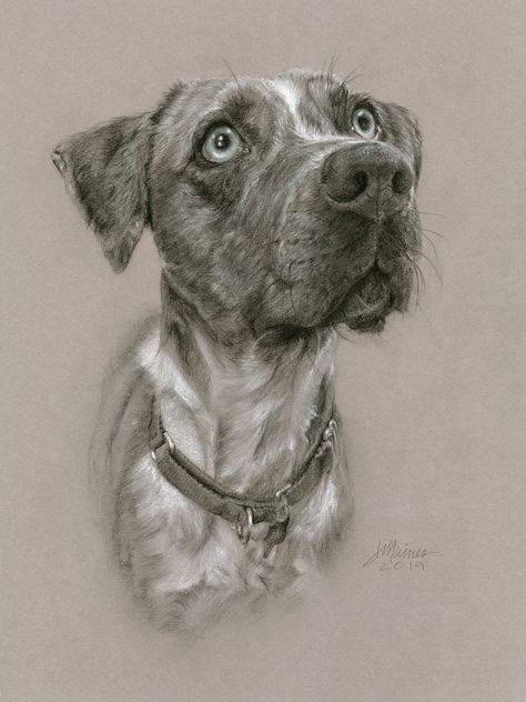 Watercolor And Pastel, Dog Portraits Art, Dog Sketch, Dog Language, Canine Art, Toned Paper, Graphite Drawings, Creative Painting, Animals Artwork