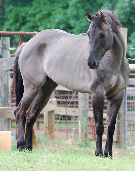 Gunsmokes Violet Blue, grulla Quarter Horse Grulla Horse, Horse Inspiration, Quarter Horses, American Quarter Horse, Majestic Horse, Beautiful Horse, Horses And Dogs, Wildlife Paintings, All The Pretty Horses