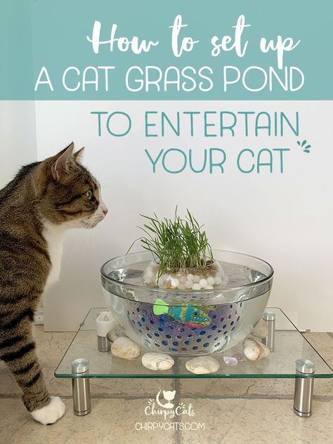 How to create this unique and fun interactive grass pond for your curious indoor cats. Using water beads to grow the cat grass, here are easy step-by-step instructions. A great cat enrichment activity that will keep your cats out of trouble. via @chirpycats Diy Cat Planter, Cat Pond, Cat Grass Indoor, Benny And Joon, Couple Life, Cat Patio, Diy Cat Toys, Cat Grass, Cats Diy Projects