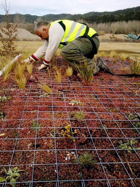 phytokinetic-planting-roof Green Roof Planting, Green Roof Benefits, Ramps Architecture, Green Roof Garden, Green Roof System, Green Roofs, Living Roofs, Roofing Diy, Roof Architecture