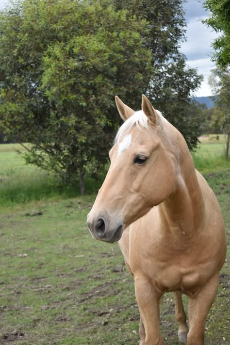 Cavalo Palomino, Foto Cowgirl, Mare Horse, Cute Horse Pictures, Equestrian Aesthetic, Neck Corset, Palomino Horse, Horse Aesthetic, Brown Horse