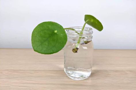 Chinese Money Plant In Water, Propagate Pilea, Money Plant In Water, Money Plant Decor, Chinese Money Plant Care, Money Plant Care, Pilea Plant, Plant In Water, Water Plants Indoor