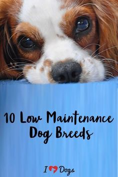 Small Breed Dogs That Dont Shed, Small To Medium Dog Breeds, Best Dog Breeds For Kids, Dogs That Dont Shed, Small Dog Breeds Low Maintenance, Small Dogs That Dont Shed, Non Shedding Dog Breeds, Best Dogs For Kids, Low Maintenance Dog Breeds