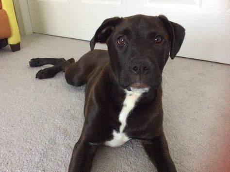 Duke is a black lab boxer pit bull mix Black Lab Pit Mix Dog, Saint Bernard Poodle, Pitbull Boxer Mix, Pitbull Lab Mix, Pitbull Lab, Lab Pit Mix, Pitbull Mix Puppies, Terrier Mix Breeds, Lab Mix Puppies