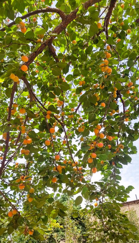 #summer#apricot Garden Goals, Apricot Tree, Drawing Body Poses, Body Poses, Fruit Trees, Apricot, Life Is Good, Trees, Fruit