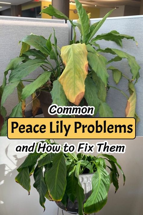 Peace Lily Plant Care, Lilly Plants, Peace Lily Flower, Peace Lily Care, Peace Plant, Lily Plant Care, Kitchen Ideas Remodeling, Peace Lily Plant, Household Plants