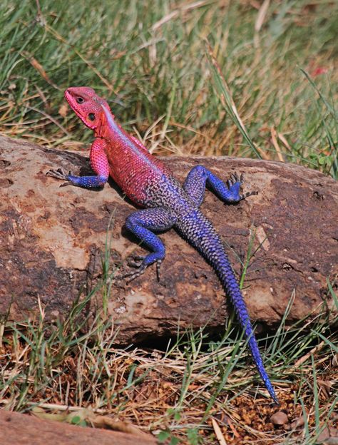 Colorful Reptiles, Agama Lizard, Gecko Wall Art, Colorful Lizards, Reptile Terrarium, Reptile Snakes, Tortoise Turtle, Cute Reptiles, Big Animals