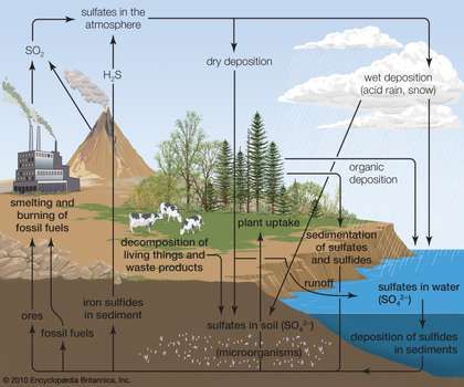 sulfur cycle Sulphur Cycle, Geography Vocabulary, Cycle Art, Marine Science, Environmental Engineering, Environmental Education, Diagram Design, Photosynthesis, Environmental Science