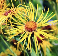 Elecampane for asthma & bronchitis Lung Cleansing, Horse Healing, Lung Cleanse, Castor Oil Packs, Healing Center, Lungs Health, Respiratory Health, Medicinal Herbs, Natural Medicine