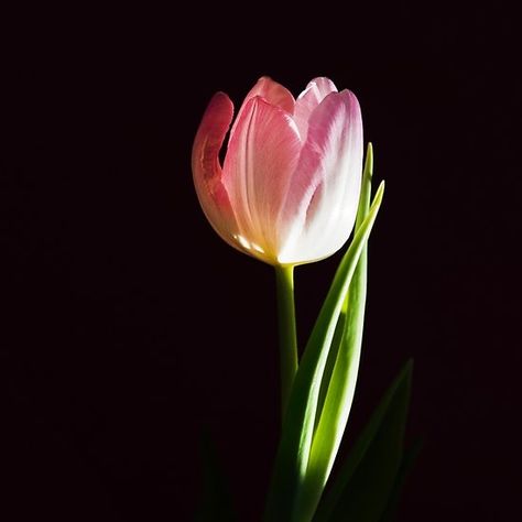 Macro fresh pink tulip flower over black background Tulip Flower, Pink Tulips, Tulips Flowers, Black Background, Black Backgrounds, Tulips, Photographer, Plants, Flowers