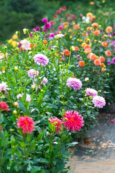 Garden Flower Arrangements, Daliah Flower, When To Start Seeds Indoors, When To Start Seeds, Dalia Flower, Dahlia Flower Garden, Planting Dahlias, Start Seeds Indoors, Zinnia Garden