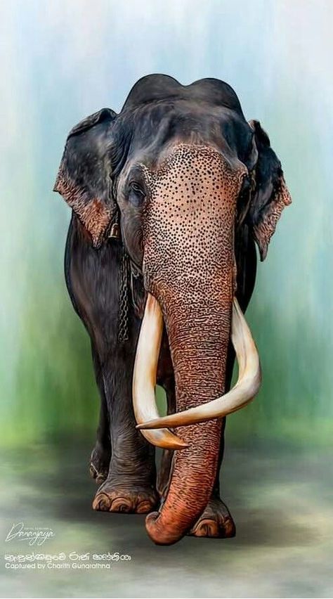 I Love Elephants | Adorable 🖤 | Facebook Wild Elephant Photography, Indian Elephant Photography, Kerala Elephant Photography, Indian Elephant Drawing, Elephant Painting Canvas, Buddha Painting Canvas, Animal Photography Wildlife, Elephant Photography, Elephant Images