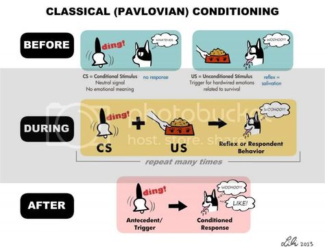 Classical Conditioning, Dog Clicker Training, Operant Conditioning, Challenges To Do, Dog Training Classes, Dog Training Techniques, Maltese Dogs, Dog Obedience, Positive Reinforcement