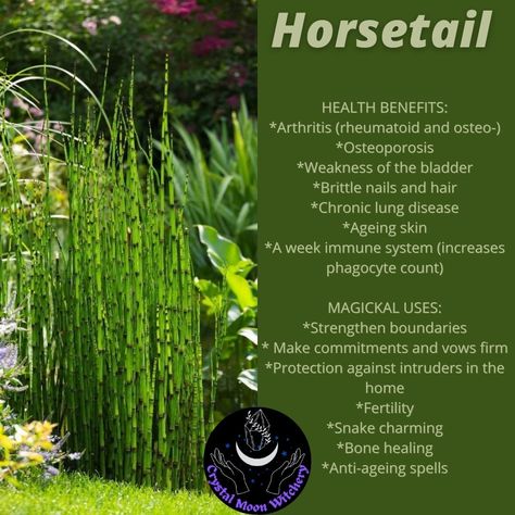 Horsetail in all it's glory! Horsetail Herb Benefits, Horsetail Plant Benefits Of, Benefits Of Horsetail, Horse Tail Plant Benefits, Horsetail Tea Benefits, Horsetail Benefits, Horsetail Plant, Wormwood Benefits, Medicinal Wild Plants