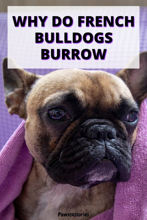 In this post you’ll discover: 7 real reasons why french bulldogs burrow, When your frenchies burrowing is something to be concerned about, 4 tips to help with their burrowing (#3 is the most important!), And much, much more. French Bulldog Must Haves, Adult French Bulldog, Frenchy Puppies, French Bulldog Breeders, French Bulldog Breed, Toy Bulldog, French Bulldog Facts, French Bulldog Funny, Funny French