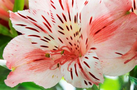 alstroemeria flower Alstroemeria Flower, Peruvian Lily, Floral Design Classes, Peruvian Lilies, Sending Flowers, Floral Arranging, Flower Meanings, Color Meanings, Language Of Flowers