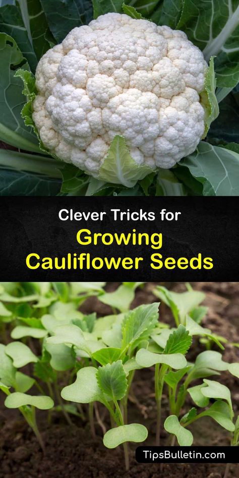 Learn to grow delicious cauliflower heads from cauliflower seeds after transplanting in the garden. Cauliflower is in the Brassica or cabbage family, and produces a tasty crop provided you blanch it, provide full sun and protect from cabbage loopers and aphids. #grow #cauliflower #seed How To Grow Cauliflower, Grow Cauliflower, Plant Grafting, Growing Cauliflower, Homestead Lifestyle, Cauliflower Plant, Homestead Gardening, Cold Frames, Vegetable Benefits