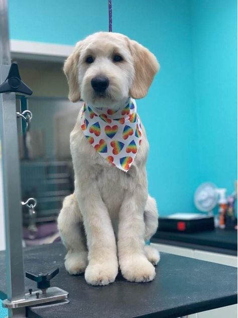 Shaggy Doodle Groom, Short Mini Goldendoodle Haircut, Doodle Haircut Styles Summer, Shaved Doodle Dog, Labradoodle Haircut Style Summer, Labradoodle Face Grooming, Short Goldendoodle Haircut Teddy Bears, Doodle Tail Grooming, Chocolate Labradoodle Haircut Style