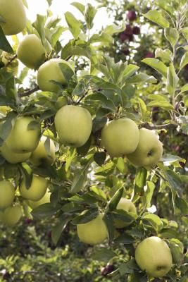 Granny Smith apple trees (Malus pumila) are deciduous and winter hardy in U.S. Department of Agriculture plant hardiness zones 5 to 8. Although these trees aren't the easiest to prune, your Granny Smith will reward you for your trouble with beautiful spring flowers, summer shade and green, crisp, tart fruit that ripens in the autumn. Granny Smith Apple Tree, Trees Tattoos, Green Apple Tree, Tattoos Tree, Tree Braid, Apple Tree Care, Trees Tattoo, Tree House Drawing, Woman Tree