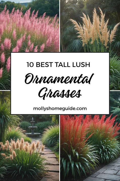 https://cdn.statically.io/img/mollyshomeguide.com/wp-content/uploads/2024/07/best_tall_ornamental_grasses_36df7795-4ea2-45c0-9dd6-eed6b1c7cca2.jpg?quality=100&f=auto Tall Grasses In Pots, Texas Native Grasses Landscaping, Ornamental Grass For Privacy, Shade Grasses Perennials, Large Grasses Landscaping, California Natural Landscaping, Landscape Grasses Ornamental Perennials, Privacy Grasses Tall, Beach Grass Landscaping