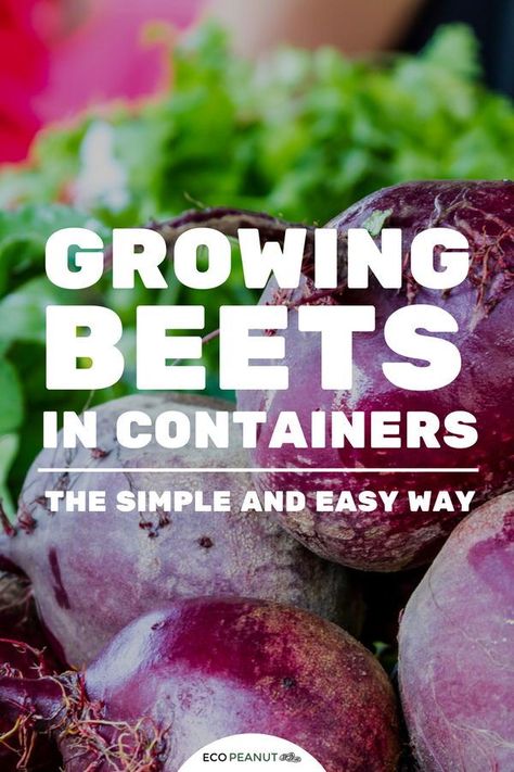 What beet variety should I grow? When should I plant beets? Where should I place the container?Wait! How should I plant them anyways? If you are here because you’re feeling ready to drop that can full of vinegary pickled beets and start cropping your own, congratulations!Now please... drop the can.Because you are about to learn how growing beets in containers is so simple. Growing Beets In Containers, Trash Garden, Plant Beets, Gardening Veggies, Garden Prep, Growing Beets, Arizona Garden, Bucket Garden, Container Gardening Ideas