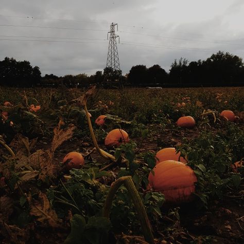 Dark Pumpkin Aesthetic, Pumpkin Aesthetic Halloween, Pumpkin Picking Aesthetic, October Core, Galaxy Aesthetics, Old Halloween Aesthetic, Halloween Autumn Aesthetic, Pumpkins Aesthetic, Aesthetic Pumpkins