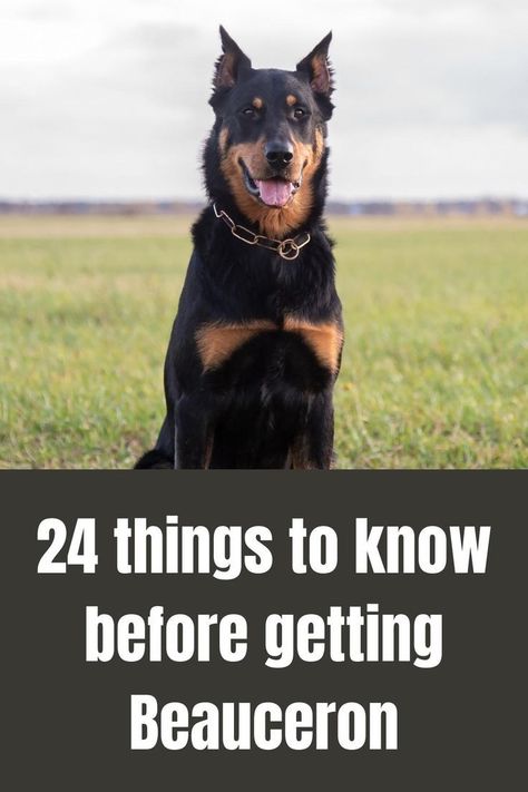 Beauceron Dog, Unique Dogs, What To Think About, Unique Dog Breeds, Dog Personality, Dog Shedding, Pretty Dogs, Sporting Dogs, Cute Dogs And Puppies