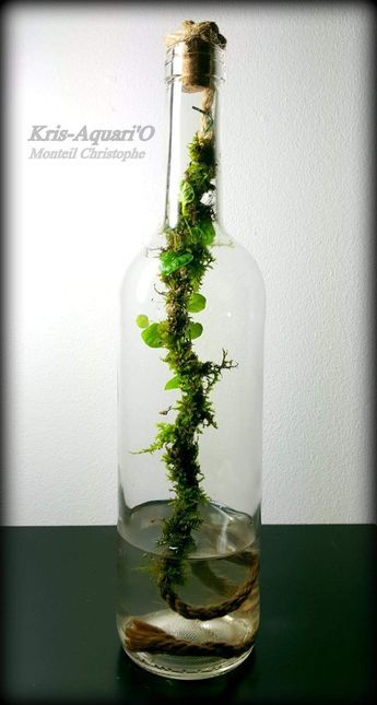 Closed Terrarium Plants, Water Terrarium, Bottle Terrarium, Plant In Glass, Indoor Water Garden, Beautiful Terrariums, Mini Terrarium, Bottle Garden, Moss Terrarium