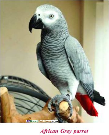 AP Board 9th Class Biology Important Questions Chapter 7 Animal Behaviour 7 Gray Parrot, Congo African Grey, Parrot Tattoo, Parrots Art, Grey Parrot, African Grey Parrot, Parrot Toys, African Grey, Animal Behavior