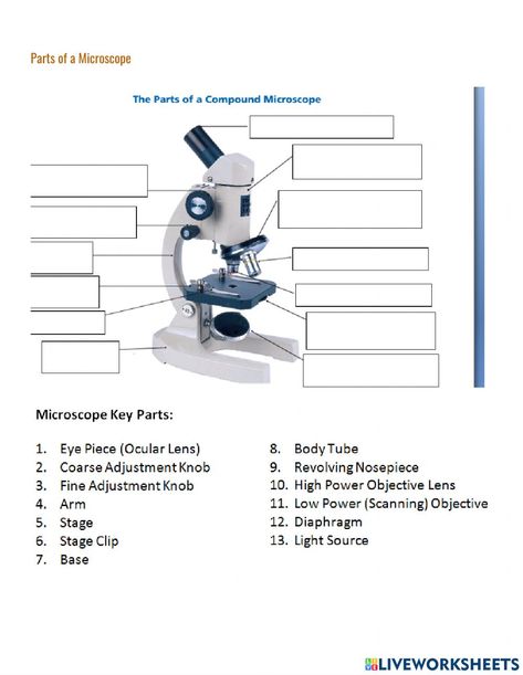 Microscope Worksheet, Parts Of A Microscope, Compound Microscope, Microscope Parts, Dewey Decimal System, Biology Worksheet, Algebra Worksheets, Math Workbook, Inquiry Based Learning