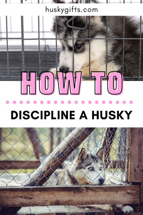 How to discipline a husky Husky Care, Husky Training Tips, Husky Puppies, Husky Tips, Siberian Husky Aesthetic, Husky Shedding, Siberian Husky Training Tips, Husky Puppy Training, Husky Training