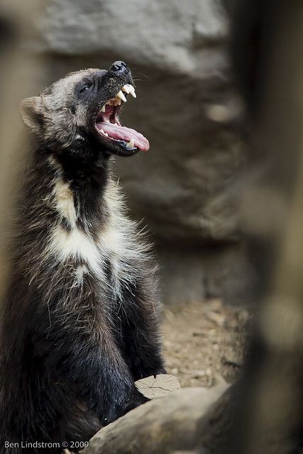 wolverine animal | What Is a Wolverine Animal http://ecoviacentral ... Wolverine Animal, Wild Wolves, Animal Photography Wildlife, North American Animals, Photography Wildlife, African Wild Dog, Dangerous Animals, Honey Badger, Go Blue