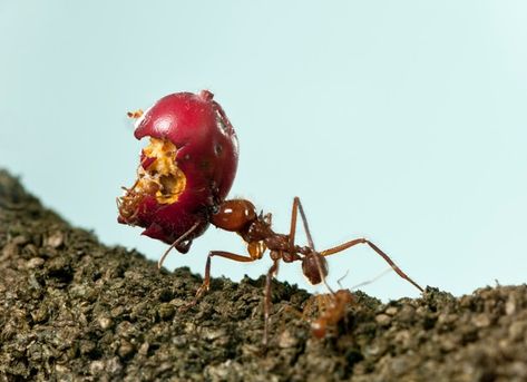 Leaf-cutter ant, acromyrmex octospinosus... | Premium Photo #Freepik #photo #food #animals #fruit #white Ants Carrying Food, Eaten Apple, Red Ant, Black Ants, Food On Sticks, White Mushrooms, Venus Fly Trap, Close Up Portraits, Cake Cover