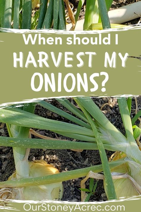 How to tell when onions are ready to harvest? That is a good question and you will learn the signs to know when to harvest onions. Learn more about planting onions, growing onions, and more vegetable gardening tips Curing Onions, When To Harvest Onions, Harvest Onions, Onion Garden, Growing Onions, Onion Bulbs, Vegetable Garden Tips, Planting Onions, Harvesting Herbs