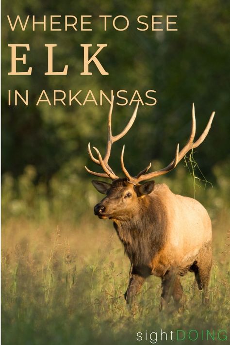 Do you want to see elk in Arkansas? Get more information on the Boxley Valley herds that live near Buffalo National River (in the Ozark Mountains). These animals were reintroduced near Ponca in the 1980s and today are thriving! They are most active in fall, winter, and spring -- and the fall bugling is amazing to witness! These prime wildlife viewing spots are great places to add to your Ozarks roadtrip and outdoor adventure. Beautiful Places In Arkansas, Things To See In Arkansas, Boxley Valley Arkansas, Jasper Arkansas, Ponca Arkansas, Elk Drawing, Ozark National Forest Arkansas, Buffalo River Arkansas, Arkansas Ozarks National Forest