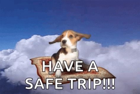 Puppy Flying GIF - Puppy Flying Carpet - Discover & Share GIFs Safe Travels Wishing You Funny, Safe Travels Quote, Have A Good Trip, Flight Quotes, Have A Great Trip, I Love You Animation, Good Trip, Safe Trip, Have A Safe Trip