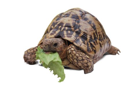 Turtle eating lettuce. A Turtle having lettuce meal , #AFF, #eating, #Turtle, #meal, #lettuce #ad Turtle Eating, A Turtle, Nature Images, Turtles, Lettuce, Tortoise, Photo Image, Elephant, Stock Images