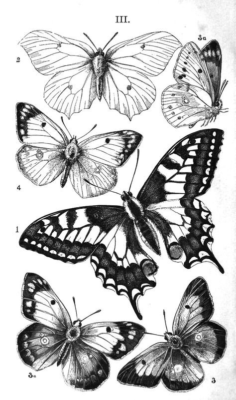 Swallow Tail Butterfly Drawing, Birdwing Butterfly Tattoo, Butterfly To Print, Moth Illustration Vintage, Butterflies Simple, White Butterfly Tattoo, Borboleta Tattoo, Butterfly Art Drawing, Butterfly Sketch