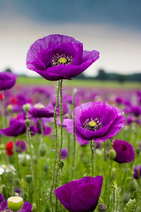 Purple poppy wildflower Types Of Wild Flowers, Wildflower Arrangements, Purple Flowering Plants, Purple Poppy, Very Beautiful Flowers, Purple Poppies, Big Garden, Poppy Flowers, Hardy Perennials