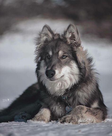 Animal Reference Photos Action Poses, Starflesh Wolf, Cute Wolf Aesthetic, Therian Pfp Wolf, Wolf Aesthetic Cute, Wolf Therian Aesthetic, Wolf Dog Aesthetic, Wolfdog Aesthetic, Wolf Reference Photo