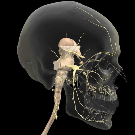 Trigeminal Nerve, Punkty Spustowe, Nerve Anatomy, Human Nervous System, Craniosacral Therapy, Brain Anatomy, Human Body Anatomy, Medicine Student, Trigger Point