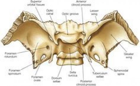 Axial Skeleton (Skull) #craniosacraltherapy #craniosacral #therapy #bones Sphenoid Bone, Anatomy Head, Axial Skeleton, Radiology Student, Skull Anatomy, Anatomy Bones, Forensic Anthropology, Gross Anatomy, Skeleton Anatomy