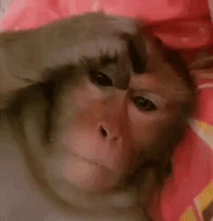 Click to view the GIF Monkey Thinking, Finger Monkey Video, Monkey Circle Gif, Millennial Humor, Monkey Gif, Millennials Funny, Monkey Meme, Happy Birthday Music, Birthday Music