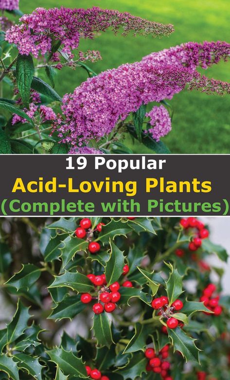 Plants For Acidic Soil, Acidic Loving Plants, Acid Loving Plants List, Acidic Soil Plants, Plants That Like Acidic Soil, Types Of Soils, Forest Backyard, Nandina Plant, Garden Lifestyle