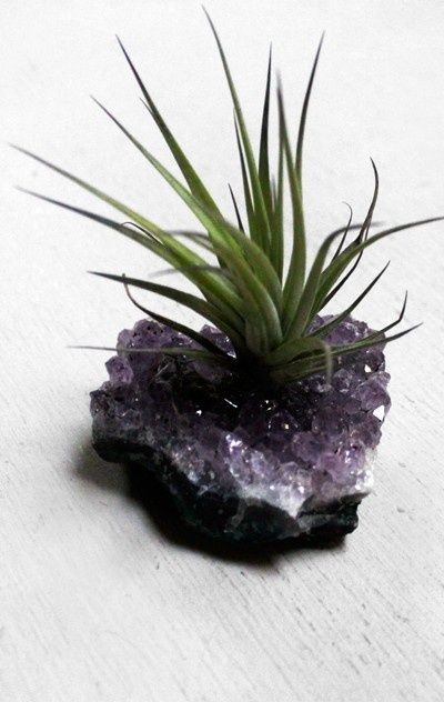 Nature Inspired Planters Diy, Air Plants Decor, Plant Display Ideas, Amethyst Rock, Air Plant Display, Tillandsia Air Plant, Air Plant Terrarium, Succulent Terrarium, Air Plant Holder